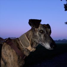 Profile image of Shurupi