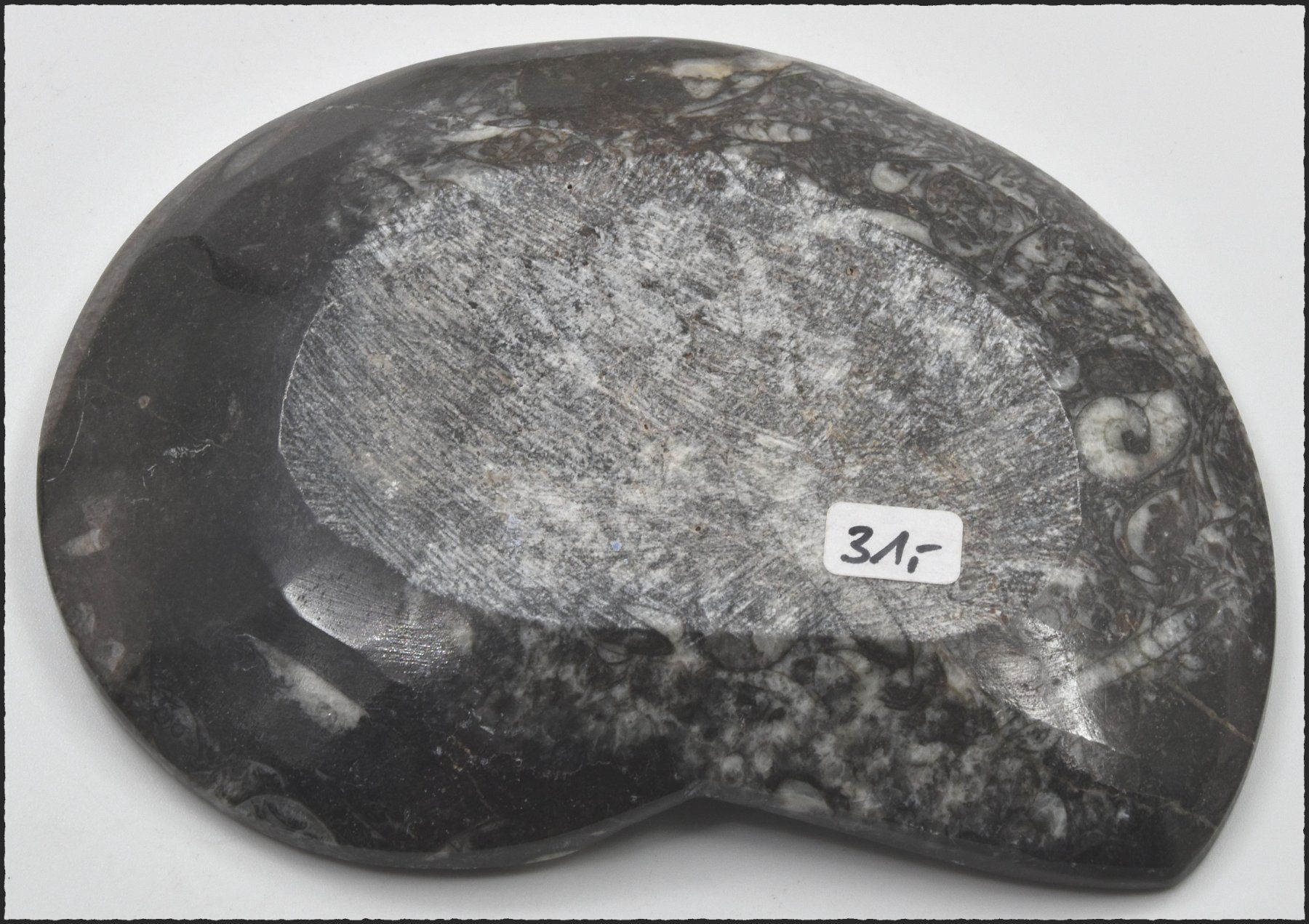 Fossili: Orthocera Fossil Schlüsselschale oder Schmuckschale – Nuovo e nell'imballaggio originale da Oberglatt ZH venduto da Goldfee1 3