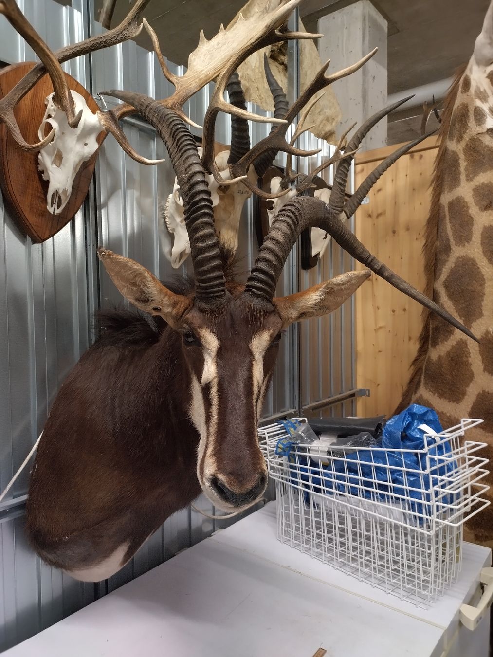 Il mondo degli animali: Top Präparat: abnorme Rappenantilope, Jagdtrophäe – Usato da Wettingen venduto da Bwalti 2