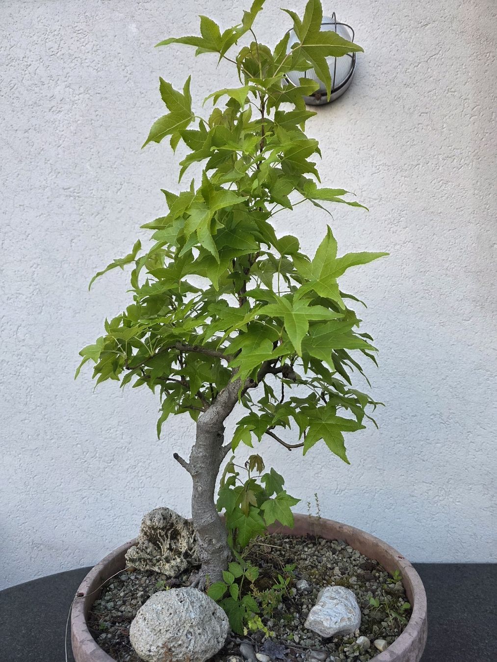 Piante & sementi: Ahorn Pre-Bonsai in Trainingstopf – Usato da Steinhausen venduto da Dsandro 2