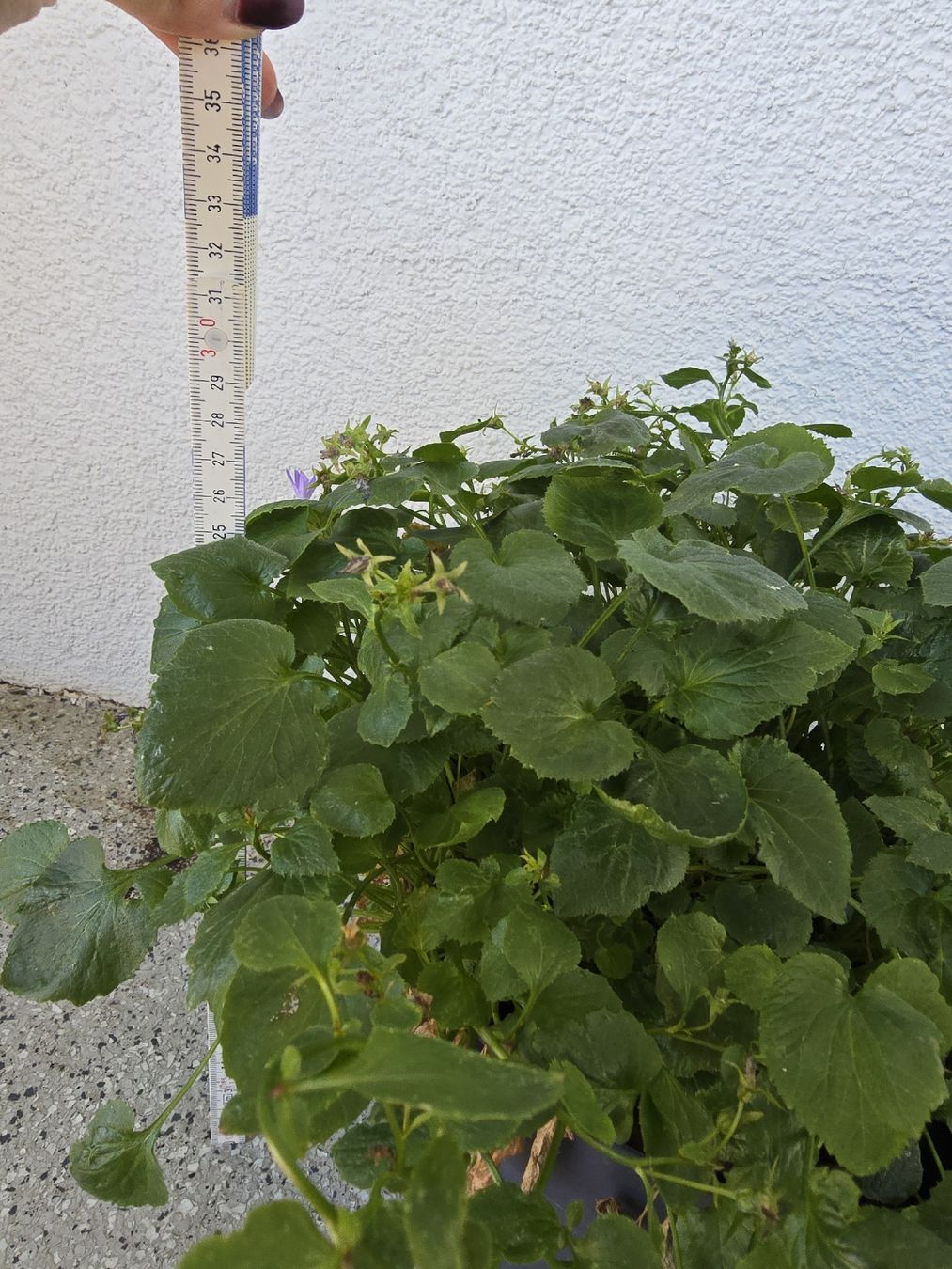 Piante & sementi: Winterharte Glockenblume – Usato da Rickenbach b. Wil venduto da Kth_v8 2