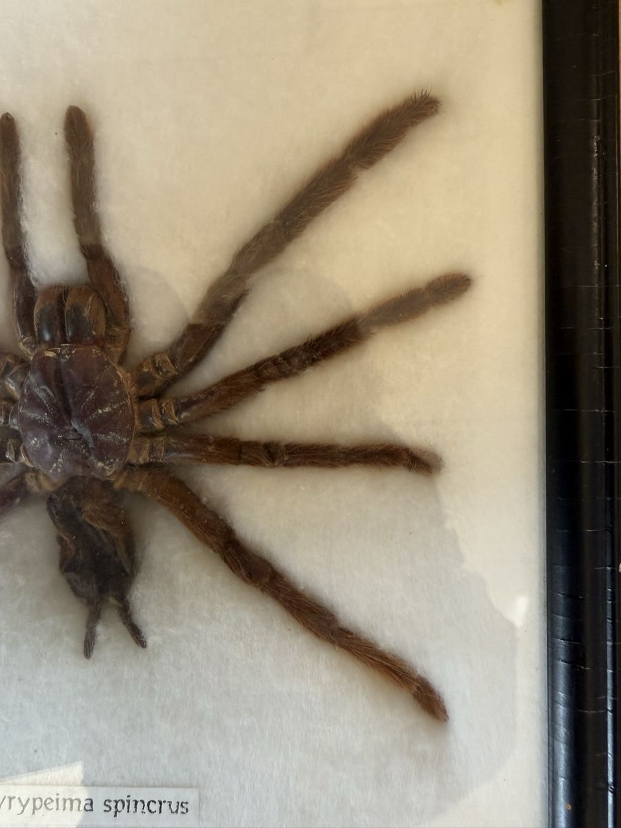 Il mondo degli animali: Präparat Vogelspinne – Usato da Grenchen venduto da Bastet007 3