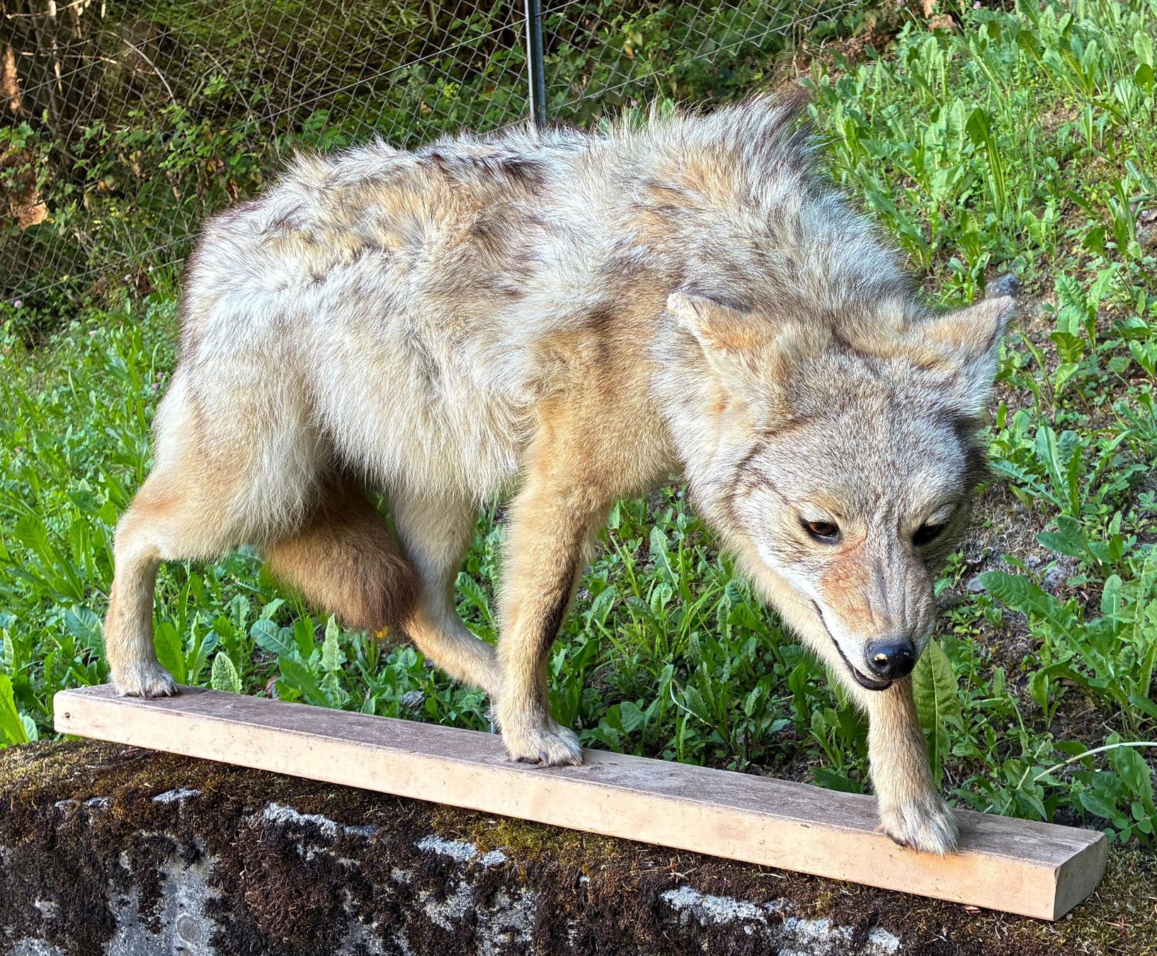 Il mondo degli animali: Kojote aus Amerika – Usato da Bäretswil venduto da robsonantik 1