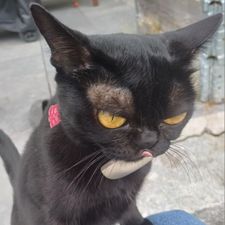 Profile image of laeti_cia