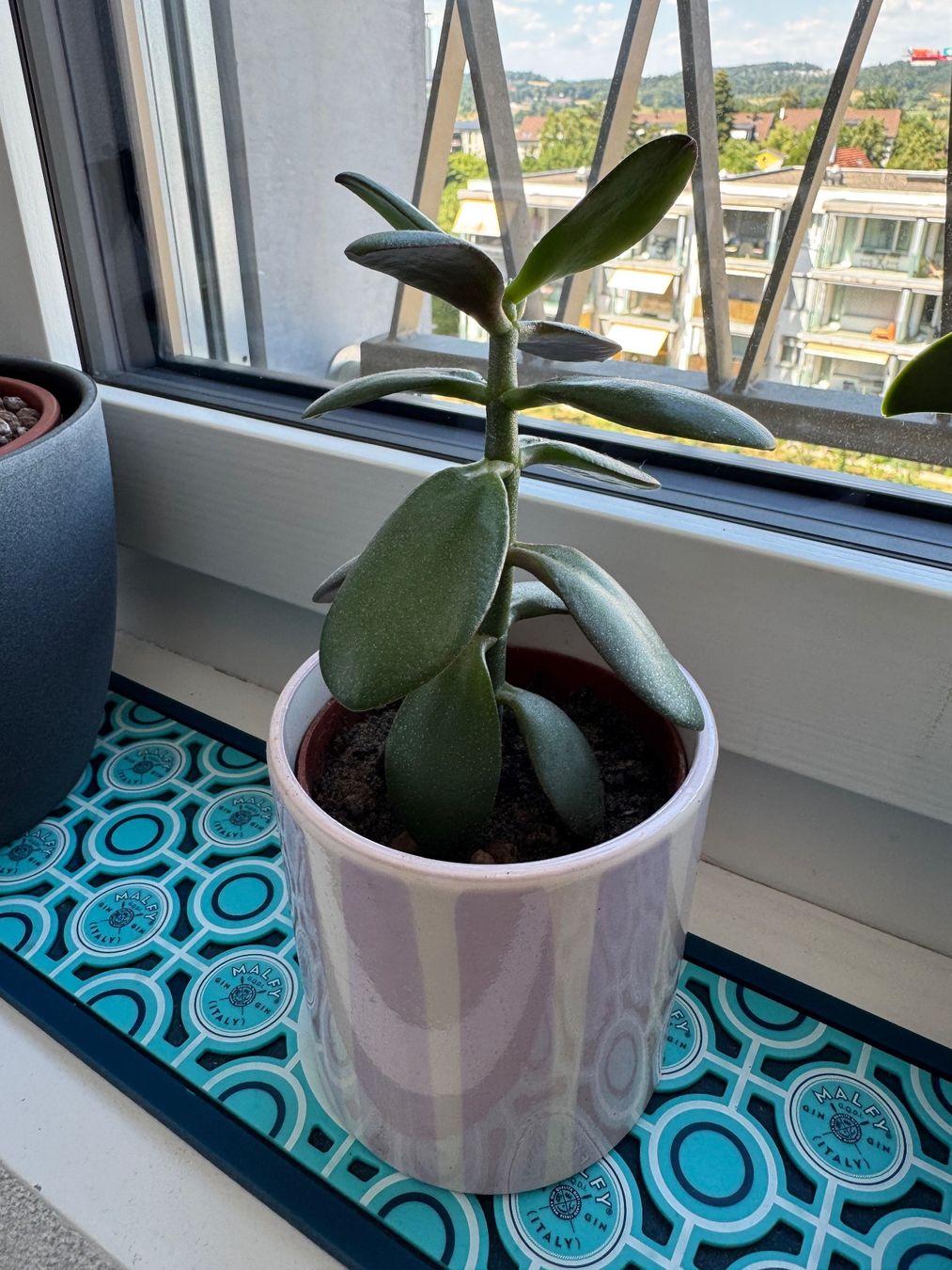 Piante & sementi: Geldbaum (crassula ovata) – Usato da Kloten venduto da Tanjaselina