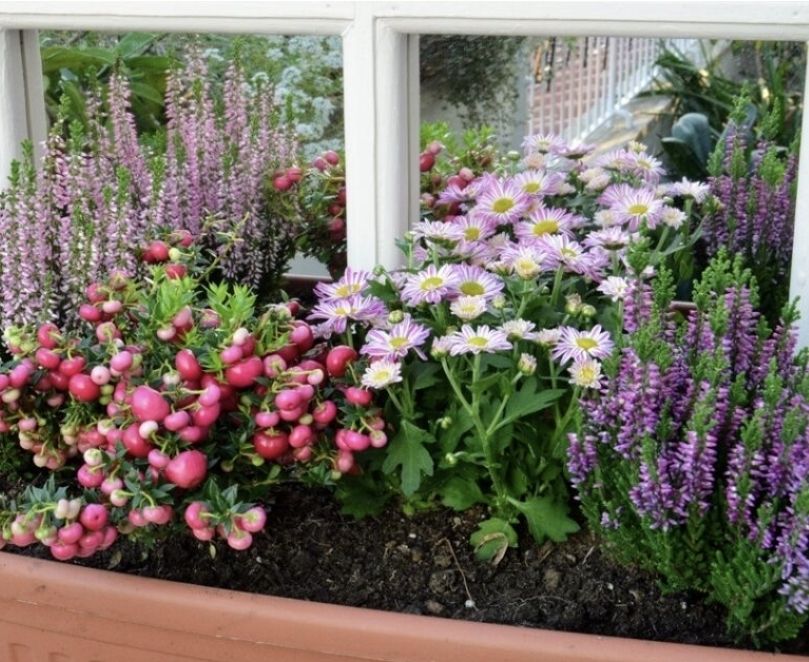 Piante & sementi: Dekorativer Mini-Strauch 20 cm: "PERNETTYA DEL CILE" – Nuovo e nell'imballaggio originale da Rovio venduto da POSITIFFARTandPLANTS 5