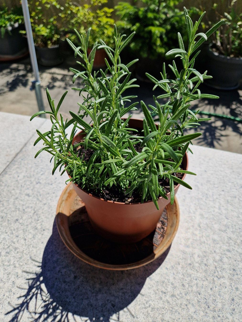 Piante & sementi: Balkon-/Gartenpflanze: Rosmarin – Usato da Münchenbuchsee venduto da Aare22