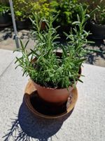 Balkon-/Gartenpflanze: Rosmarin