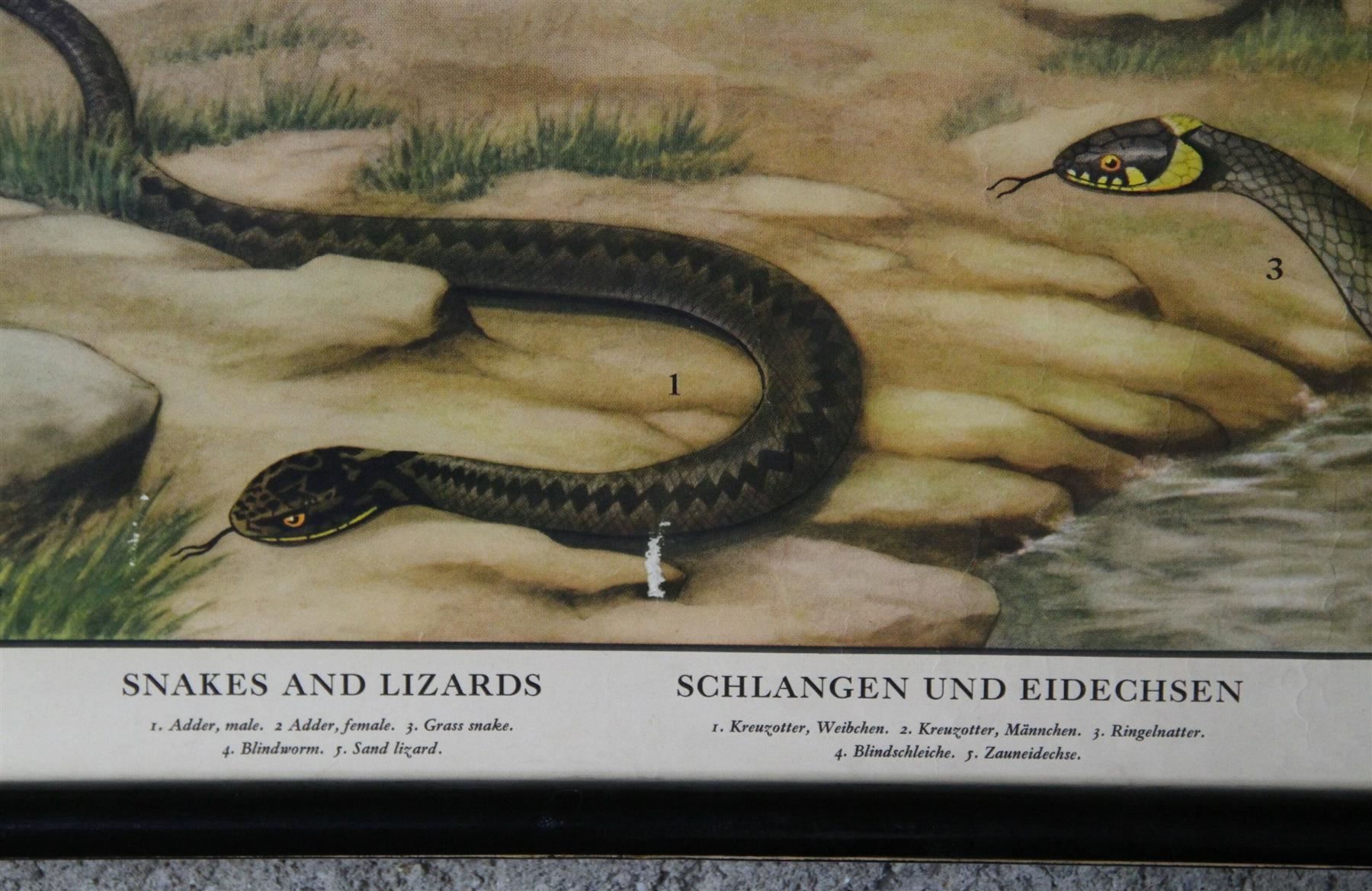 Foto & Immagini: Schulwandbild "Schlangen und Eidechsen" – Usato da Birrwil venduto da brandschatz_birrwil 3