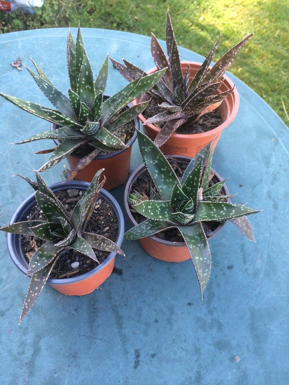 Piante & sementi: Haworthia – Nuovo (secondo la descrizione) da Vinelz venduto da Wellensittich55 7