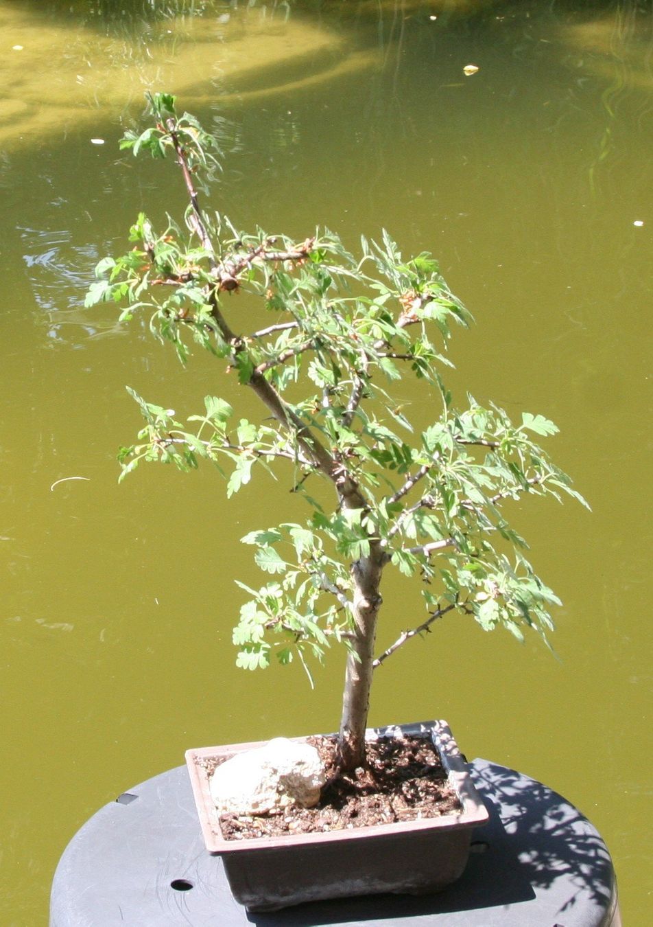 Plantes & graines: BONSAI  -  Eingriffiger Weissdorn – D'occasion à Gretzenbach par Sikim 1