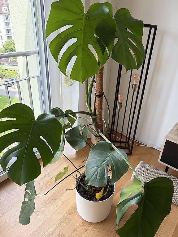Piante & sementi: Monstera inkl. Topf – Usato da Luzern venduto da Kimja123