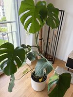 Monstera inkl. Topf