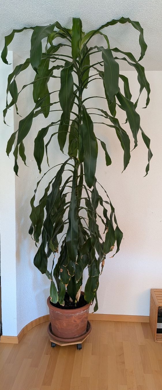 Piante & sementi: Dracaena fragans – Usato da Port venduto da Migu_el