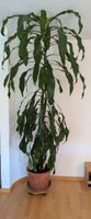 Dracaena fragans