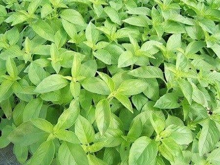 Piante & sementi: BASILIC CITRON !  50g – Nuovo (secondo la descrizione) da Bremblens venduto da FIBONACCI369