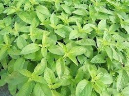 BASILIC CITRON !  50g
