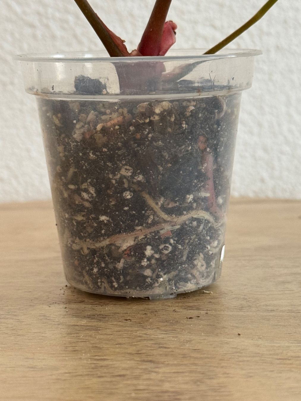Piante & sementi: Anthurium Hybrid NoID – Usato da Goldau venduto da pflanzly 2