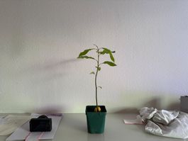 Avocado Baum