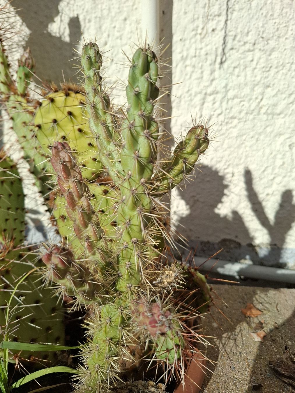 Plantes & graines: Winterharte Kaktus blühend – D'occasion à Zeihen par P_B4 1
