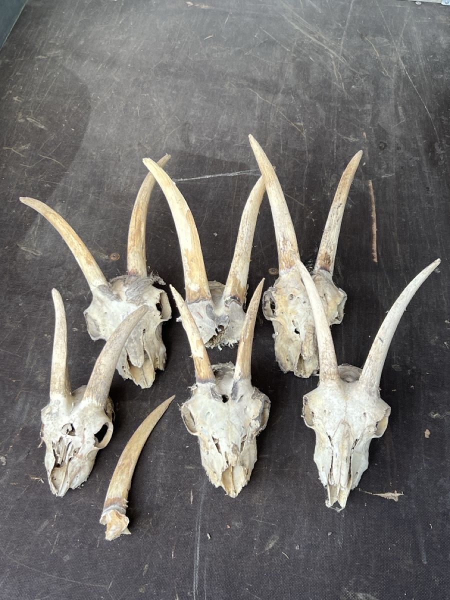 Alle Dekorationen: Ziegenschädel einzeln, Tierschädel, Dekoration  – Gebraucht aus Vaduz von hirschjager