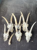 Ziegenschädel einzeln, Tierschädel, Dekoration 