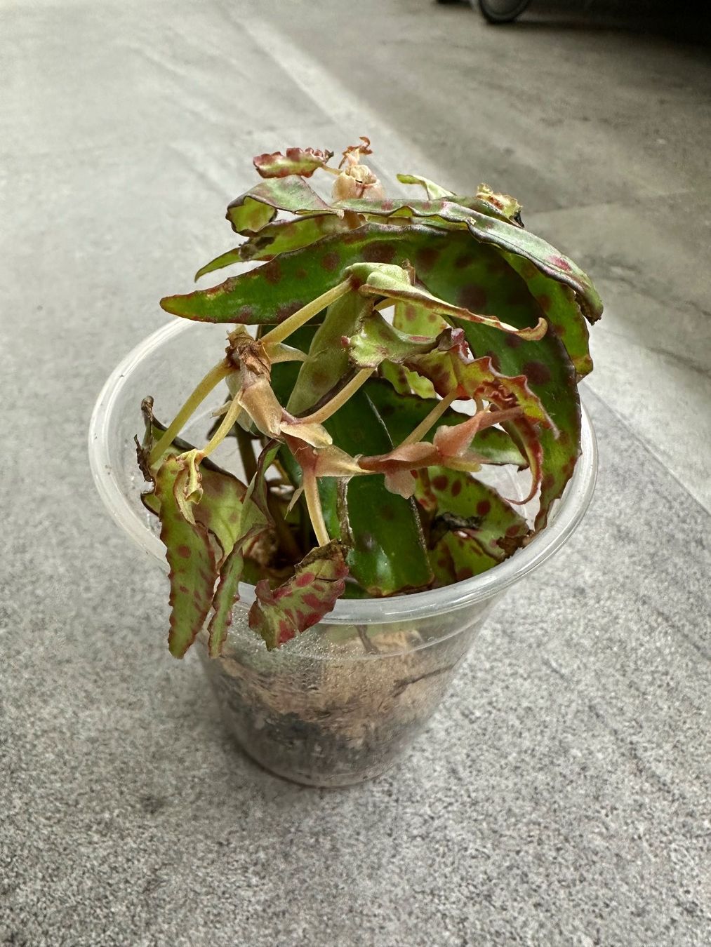 Pflanzen & Samen: Begonia amphioxus – Neu (gemäss Beschreibung) aus Muri AG von engelsherzli 2