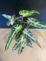 Alocasia Bambino Aurea Rhizom (2)