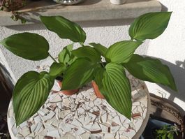 Hosta, Funkien 2 Pflanzen