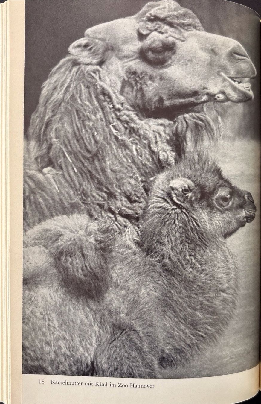 Libri: Gerlach Richard, Mein Zoo-Buch – Usato da Sarnen venduto da Livres 5