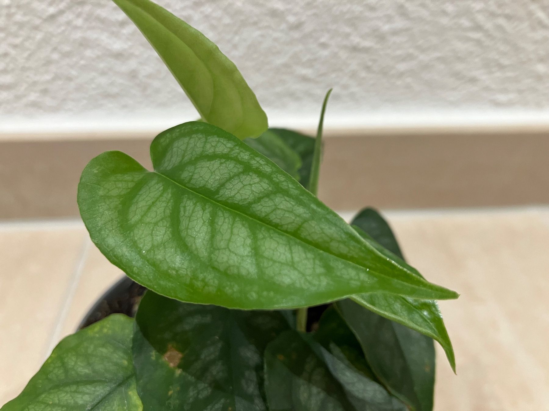 Piante & sementi: Monstera siltepecana Jungpflanze – Nuovo (secondo la descrizione) da Horw venduto da Rockfish