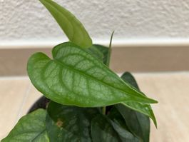 Monstera siltepecana Jungpflanze