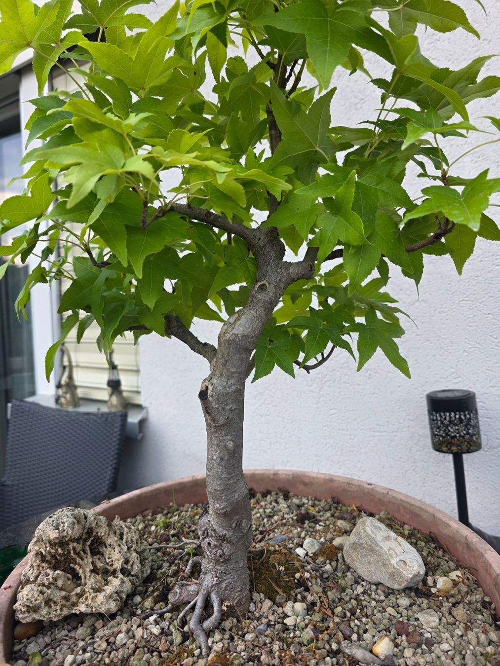 Plantes & graines: Ahorn Pre-Bonsai in Trainingstopf – D'occasion à Steinhausen par Dsandro 7