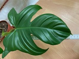 Philodendron squamiferum, Jungpflanze