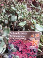 Sedum vera jameson bodendecker