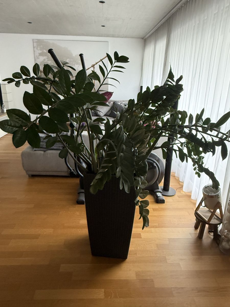 Pflanzen & Samen: Zamioculcas Zimmerplanze – Gebraucht aus Kriessern von Type-S