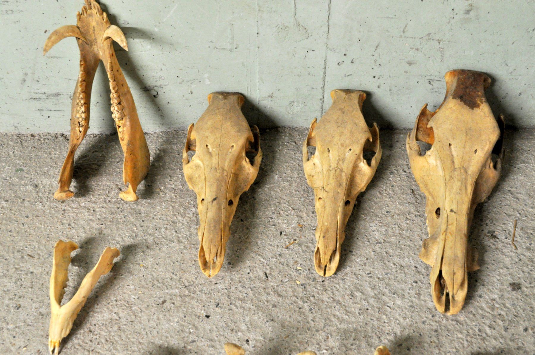 Welt der Tiere: Lot de 4 "crâne d'animaux" – Gebraucht aus Neuchâtel von Neuchatel 1