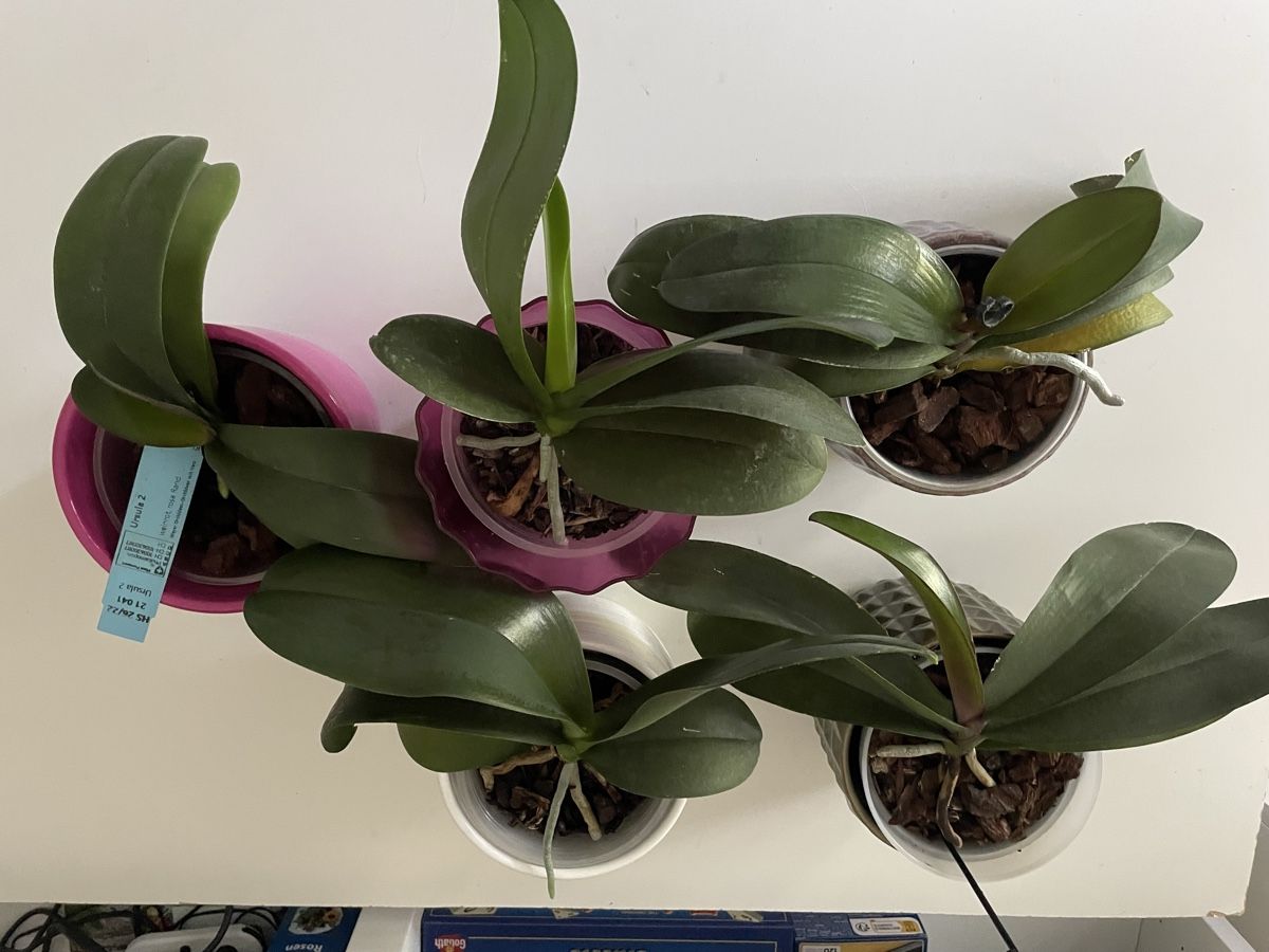 Plantes & graines: 5 Junge Orchideen Phalenopsis – Neuf (Voir description) à Bäretswil par Evamaria1 1