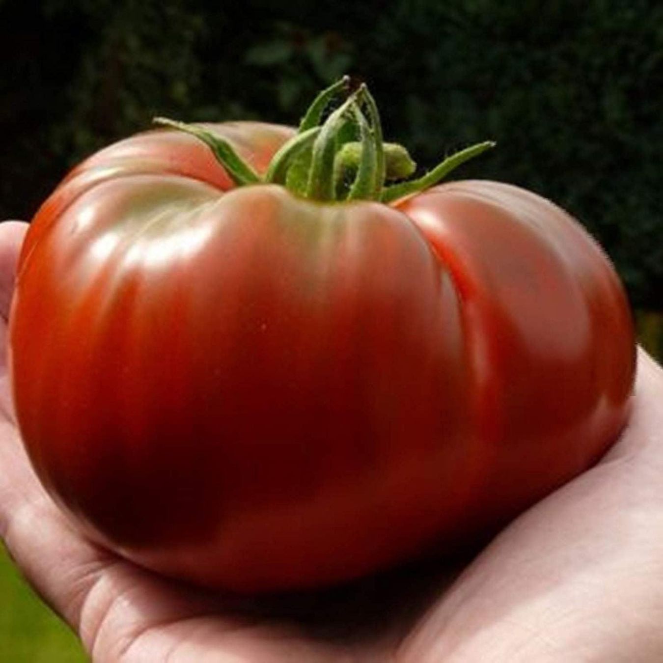 Piante & sementi: 50 Samen TOMATE BLACK RUSSIAN Alte Sorte – Nuovo (secondo la descrizione) da Ehrendingen venduto da VerveinaSamen 9