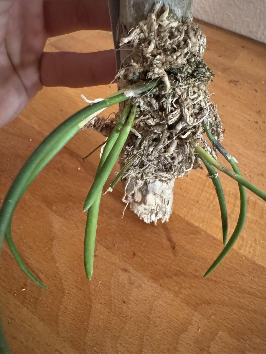 Pflanzen & Samen: Leptotes bicolor – Gebraucht aus Männedorf von mrclst 4