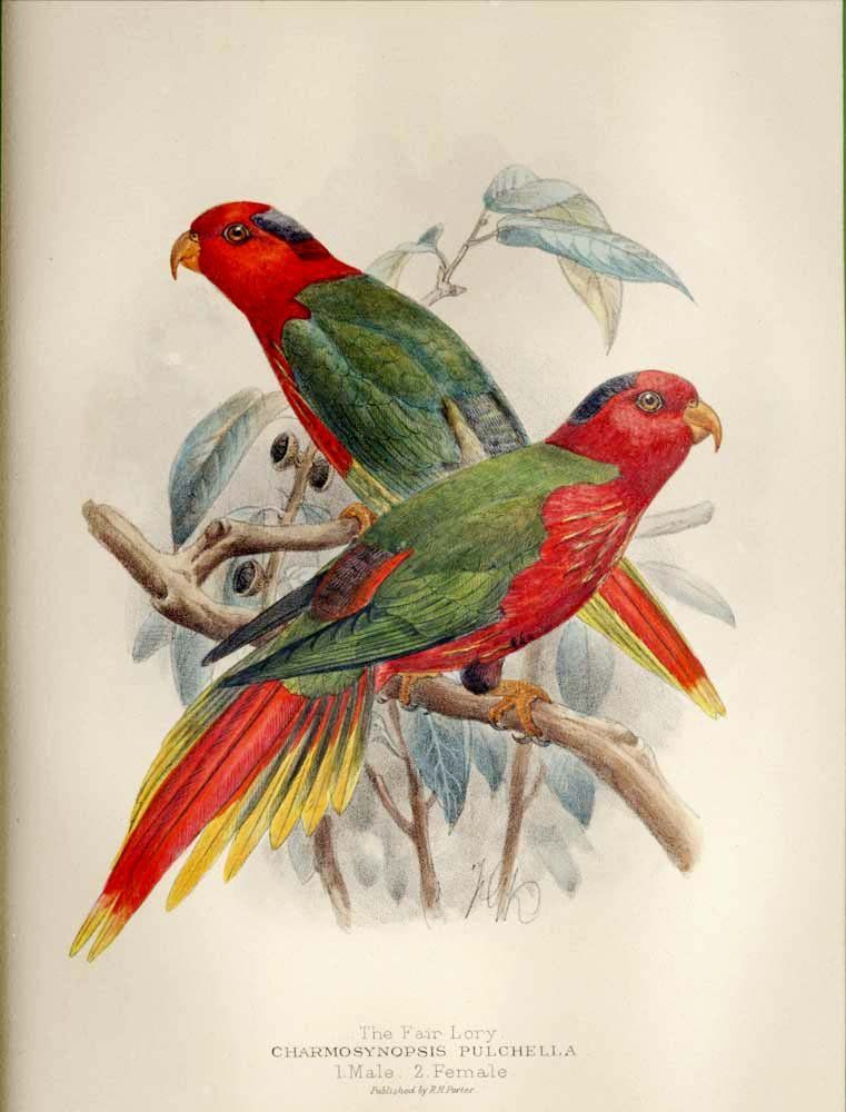 Grafica & Litografie: Fair Lory, Plate LV, 1896 Lithographie |   Keulemans – Usato da Baar venduto da Roze1