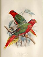 Fair Lory, Plate LV, 1896 Lithographie |   Keulemans