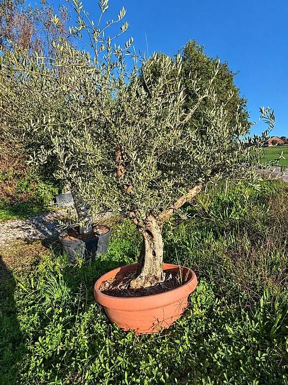 Piante & sementi: Olivenbaum in Tontopfoptik "Winterhart" – Nuovo e nell'imballaggio originale da Zuckenriet venduto da Thur_Plant