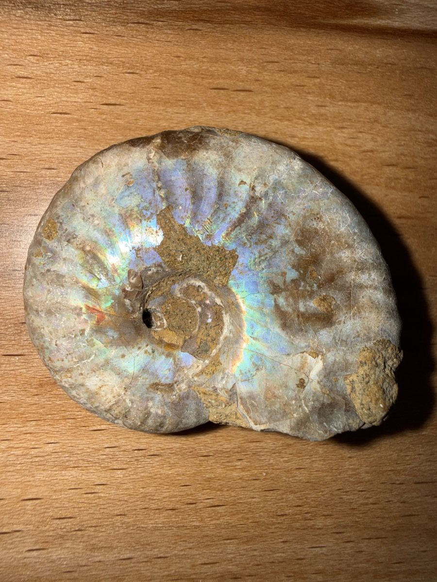 Fossilien: Ammonit mit Perlmuttschale – Gebraucht aus Grenchen von Bastet007 1