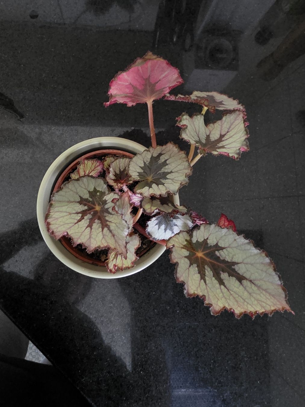 Piante & sementi: Begonia rex – Usato da Kriegstetten venduto da son_c5nh 1