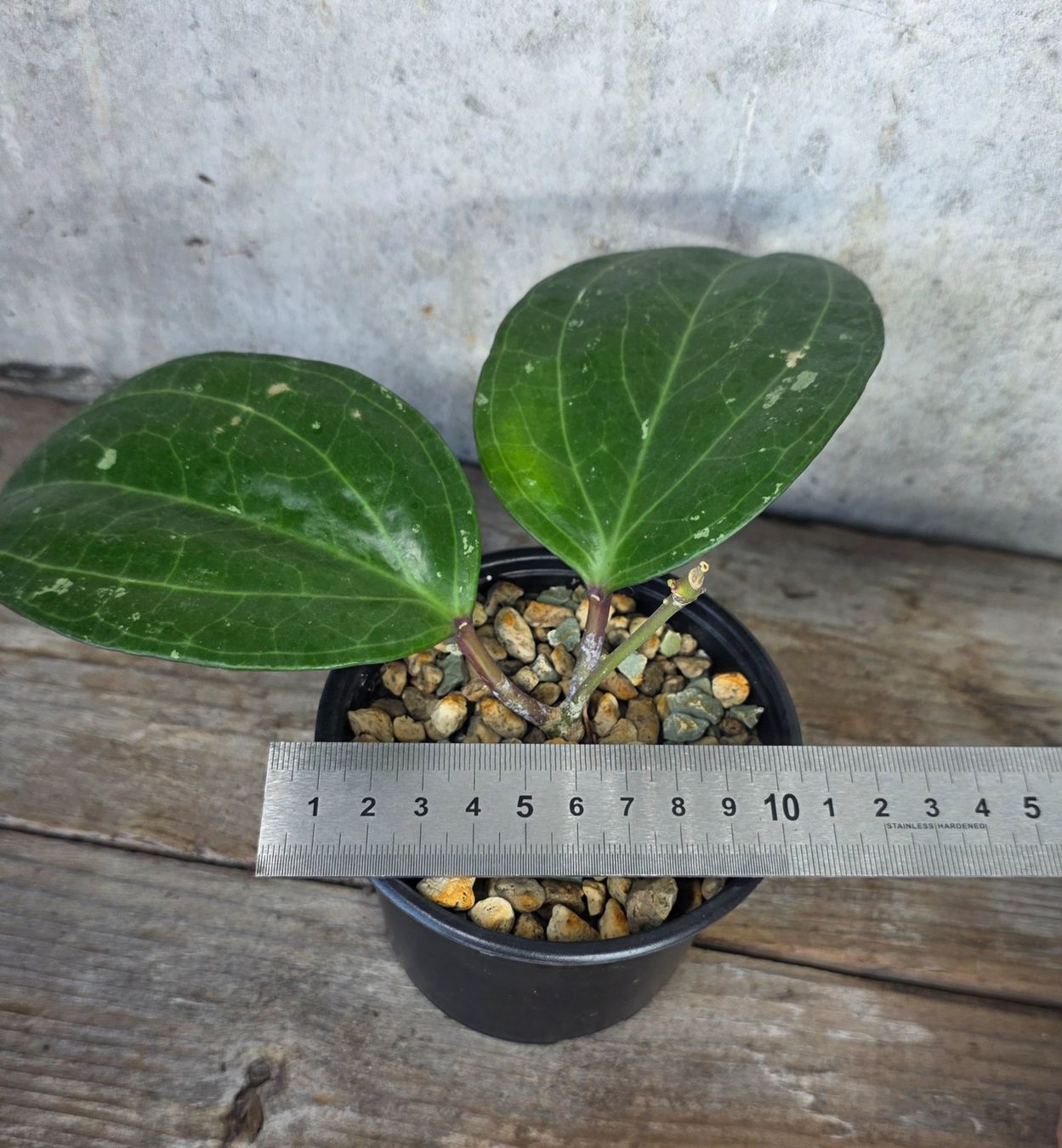 Piante & sementi: Hoya  'Sarawak Cream' – Nuovo (secondo la descrizione) da St.Erhard venduto da Plumilandschweiz 2