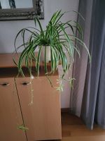 Grünlilie mit Topf