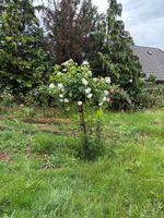 Rosenstock und diverse Rosensträucher