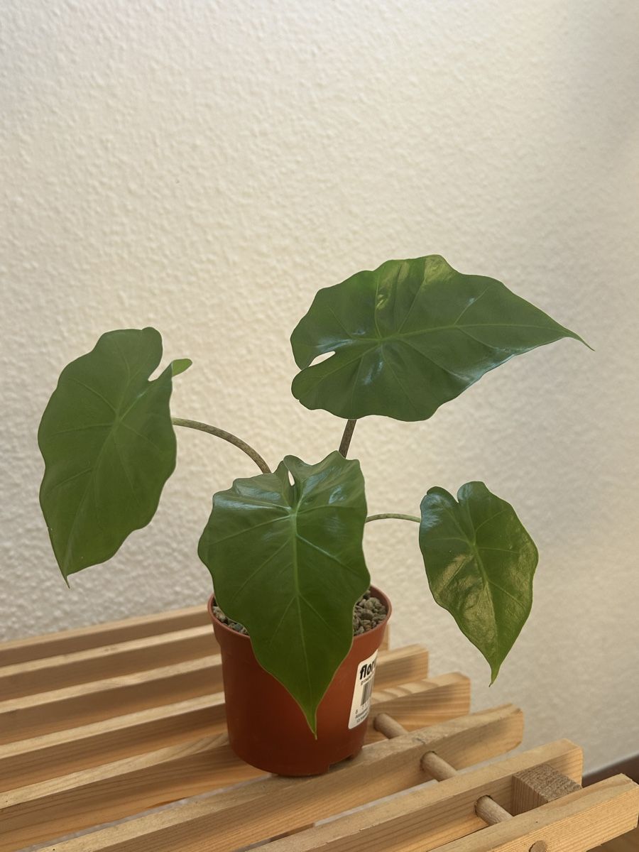 Piante & sementi: Alocasia Portodora  – Usato da Vaduz venduto da joana.macedo 3