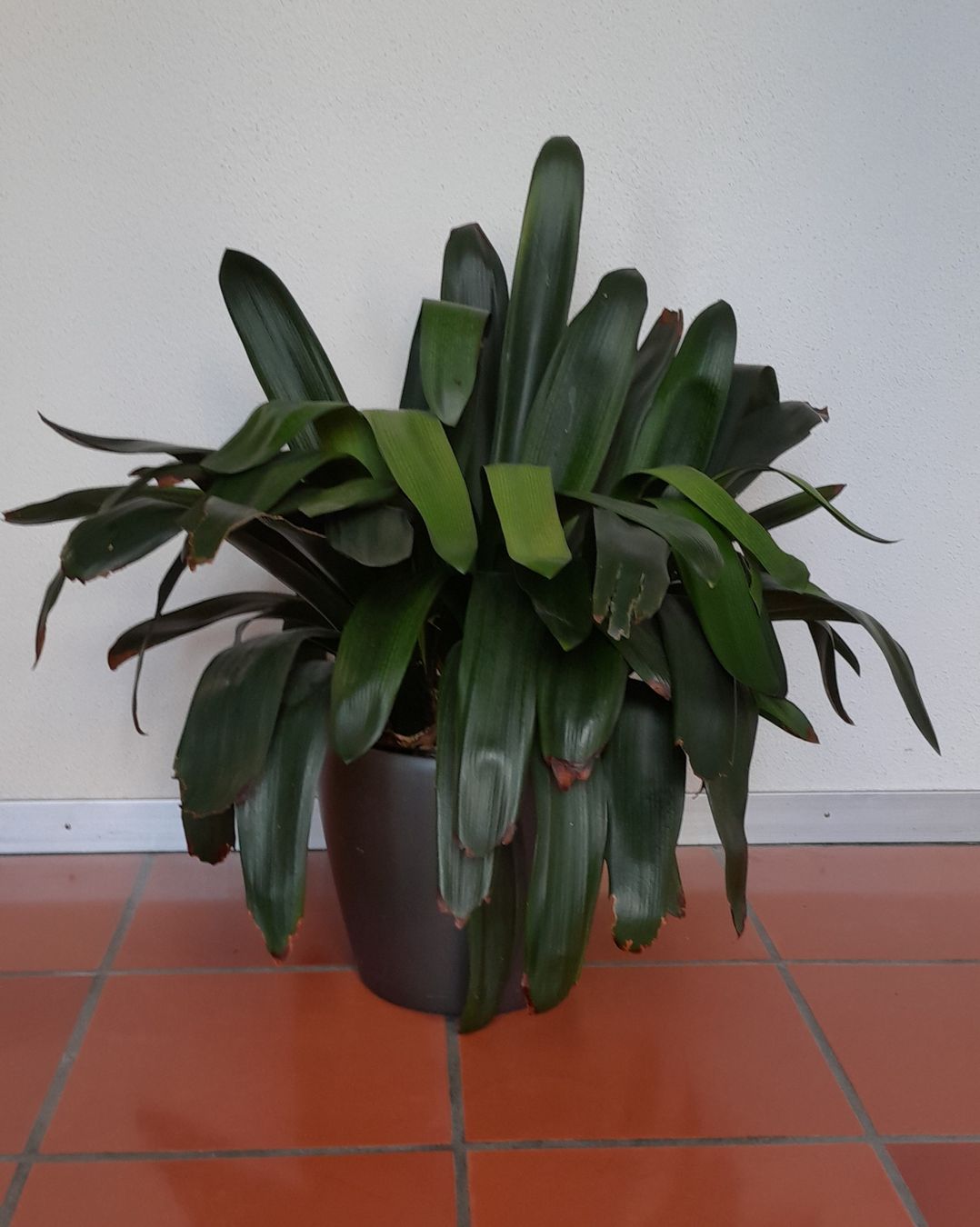 Piante & sementi: Clivia – Usato da Windisch venduto da Hasel42